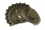 1.15" Wide, Enrolled Eldredgeops Trilobite Fossil - Ohio - #188898-2